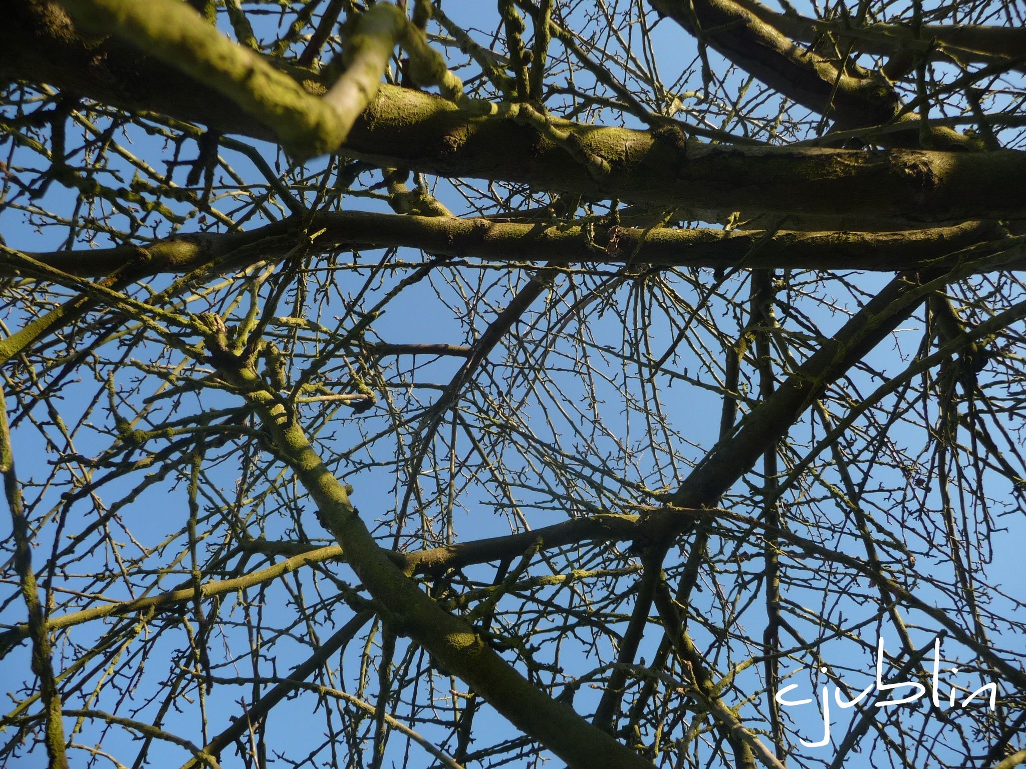 Wallpapers Nature Trees - Forests perdu dans le ciel