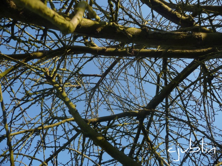 Fonds d'cran Nature Arbres - Forts perdu dans le ciel