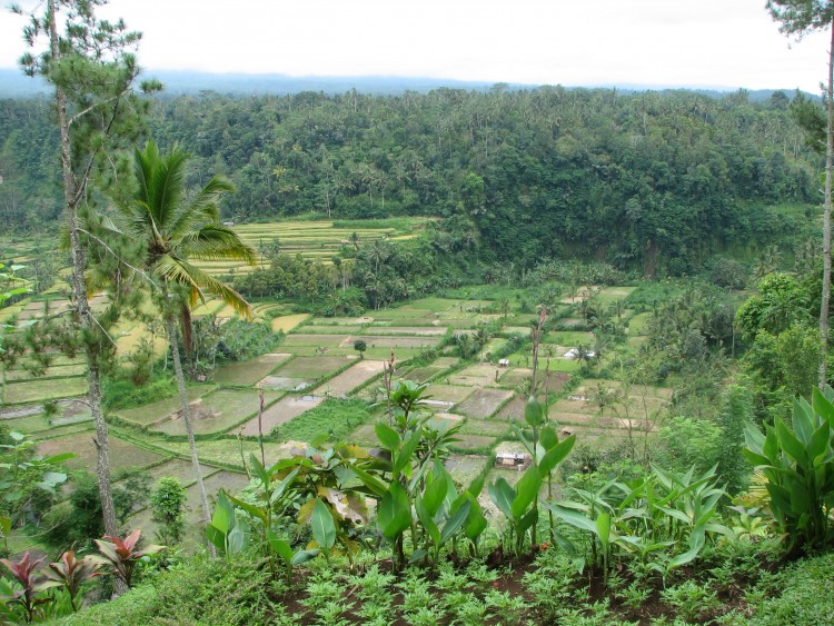 Wallpapers Trips : Asia Bali Vue panormaique d'un restaurant balainais