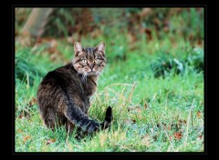 Fonds d'cran Animaux Un Chat qui passe