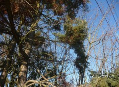 Fonds d'cran Nature des arbres sur un fil