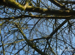 Fonds d'cran Nature perdu dans le ciel