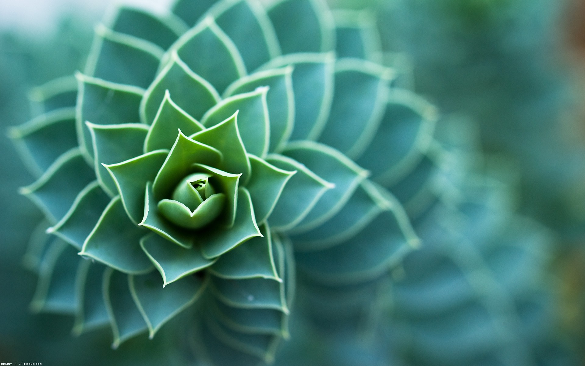 Wallpapers Nature Cactus Spirale