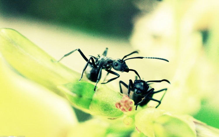 Fonds d'cran Animaux Insectes - Fourmis Micro-dialogue