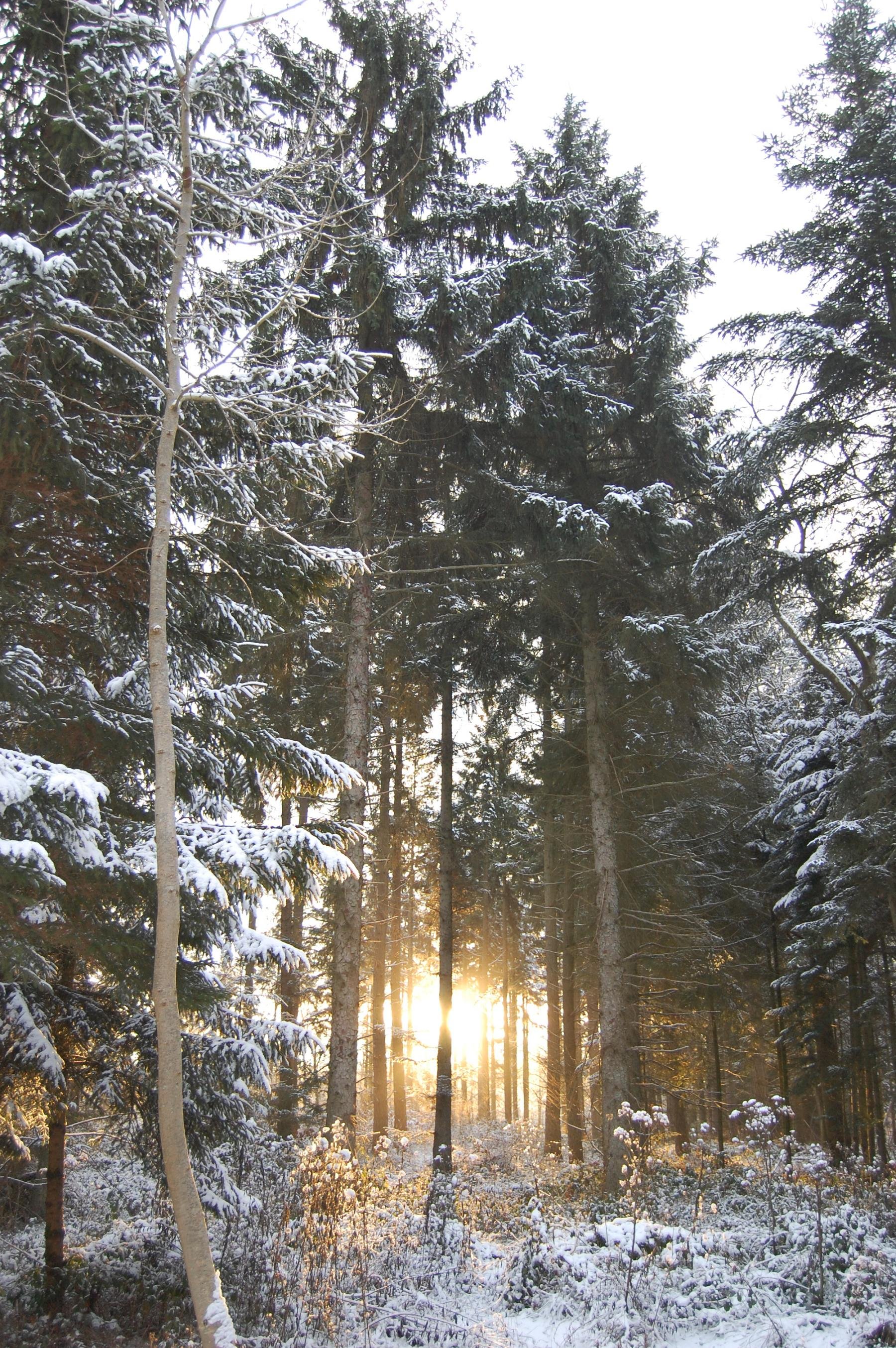 Wallpapers Nature Saisons - Winter DANS LA NEIGE