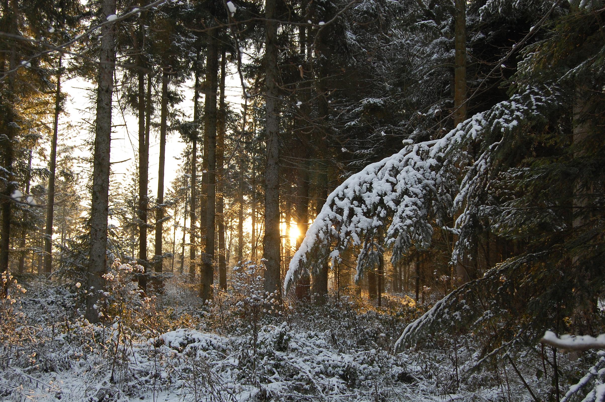 Fonds d'cran Nature Saisons - Hiver DANS LA NEIGE