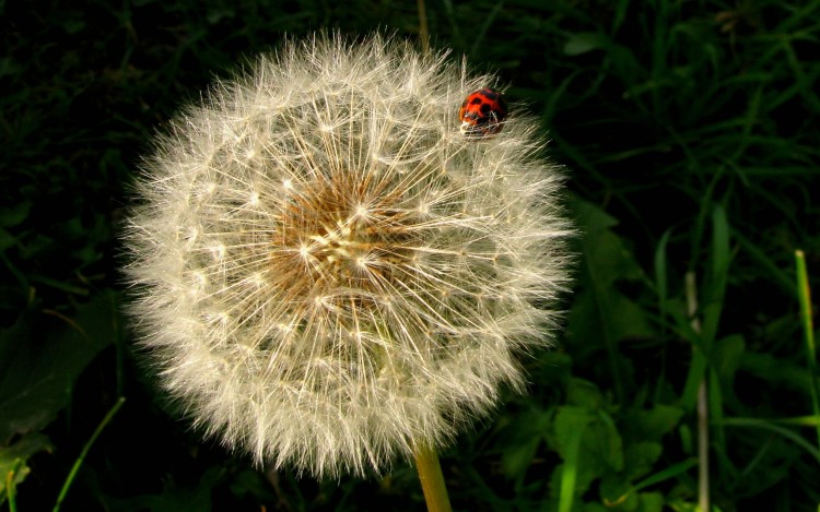 Fonds d'cran Nature Fleurs Que fais tu l...