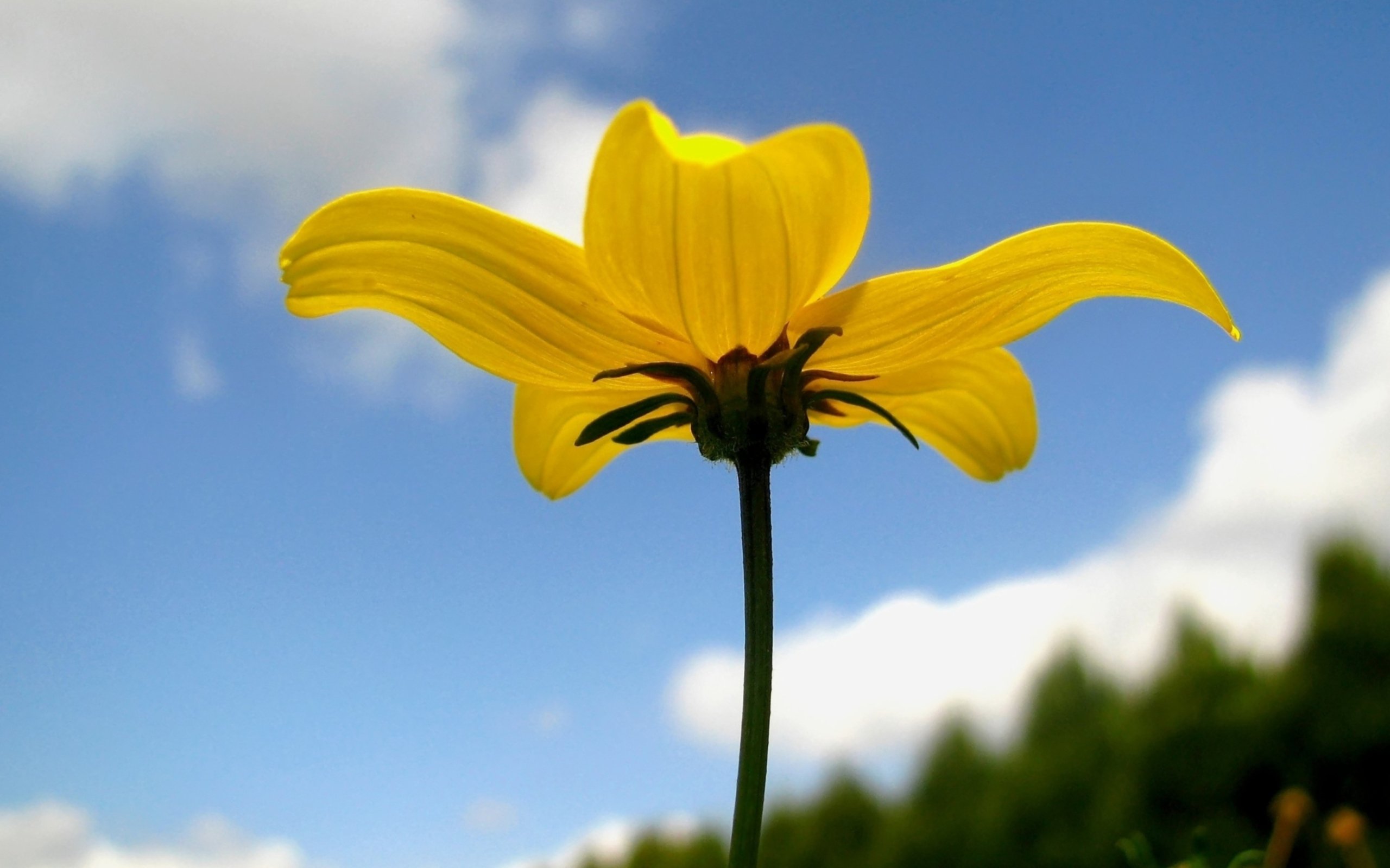 Fonds d'cran Nature Fleurs yellow and blue