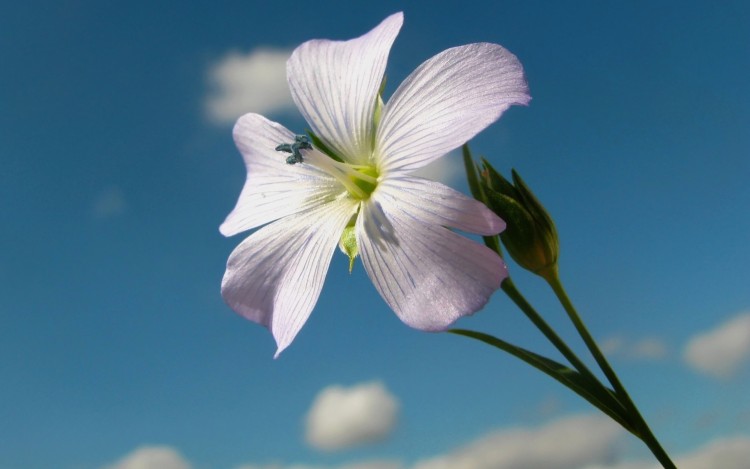 Wallpapers Nature Flowers sky flower