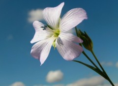 Fonds d'cran Nature sky flower