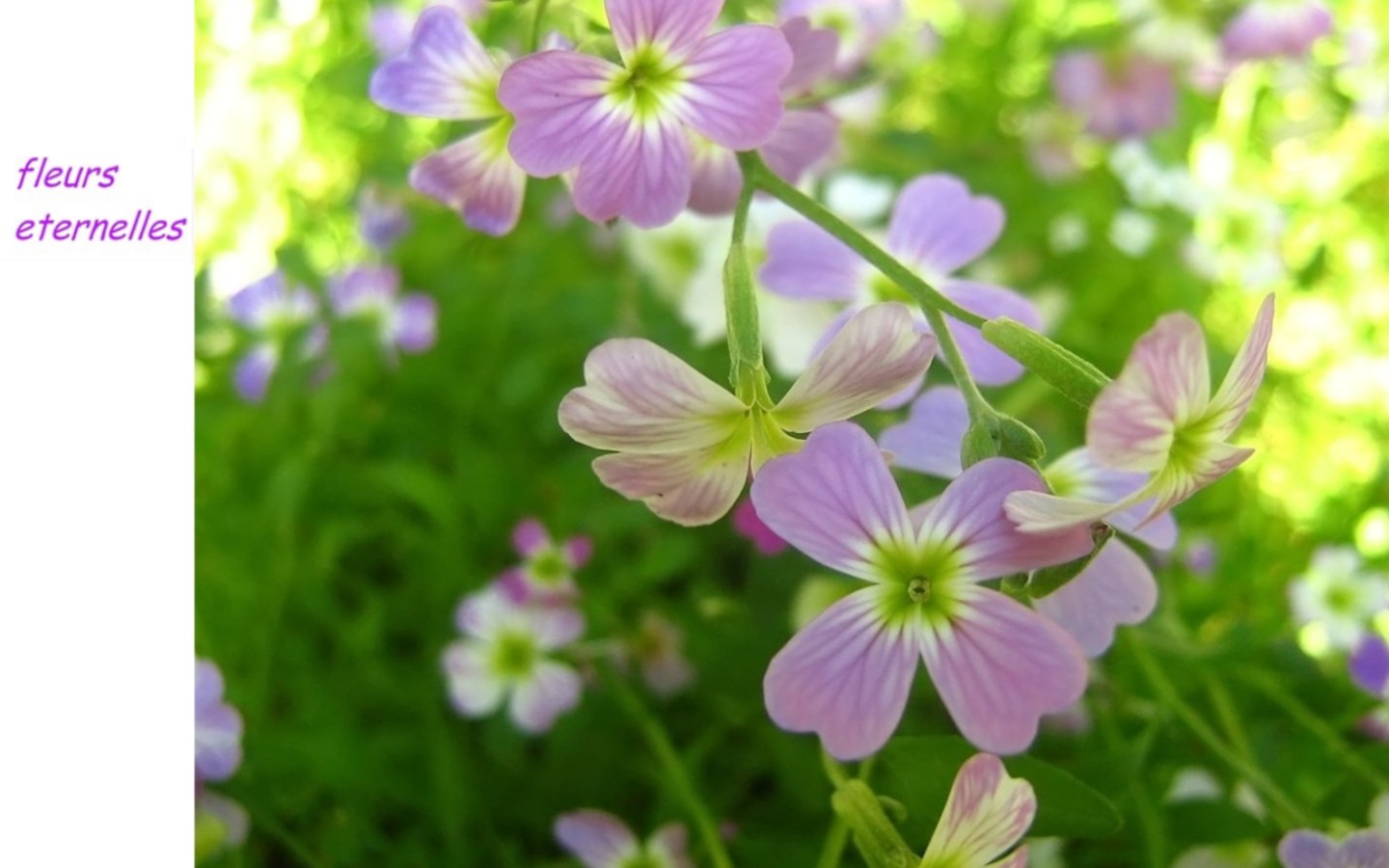 Fonds d'cran Nature Fleurs fleurs eternelles...