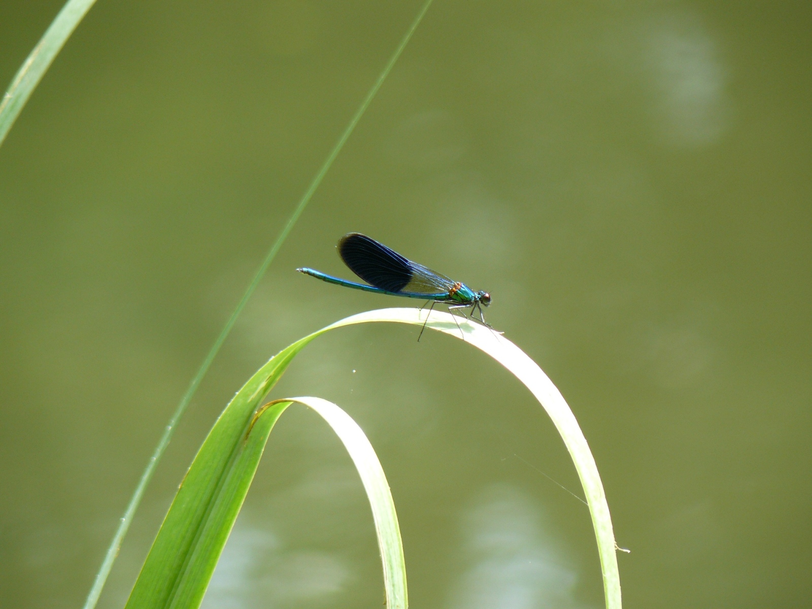 Fonds d'cran Animaux Insectes - Libellules demoiselle bleue