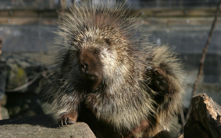 Wallpapers Animals Porcupine Wallpaper N223022