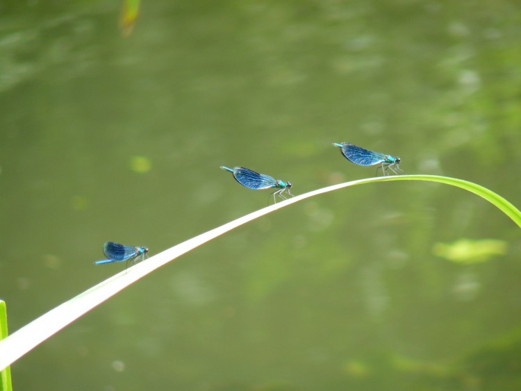 Fonds d'cran Animaux Insectes - Libellules trio de demoiselles