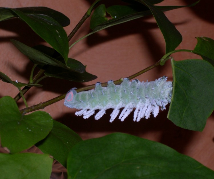 Fonds d'cran Animaux Insectes - Chenilles Attacus Atlas chenille Asie