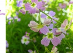 Fonds d'cran Nature fleurs eternelles...