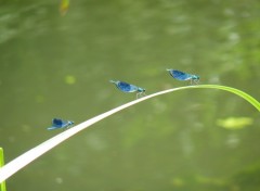 Fonds d'cran Animaux trio de demoiselles