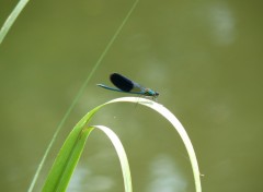 Fonds d'cran Animaux demoiselle bleue