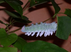 Fonds d'cran Animaux Attacus Atlas chenille Asie