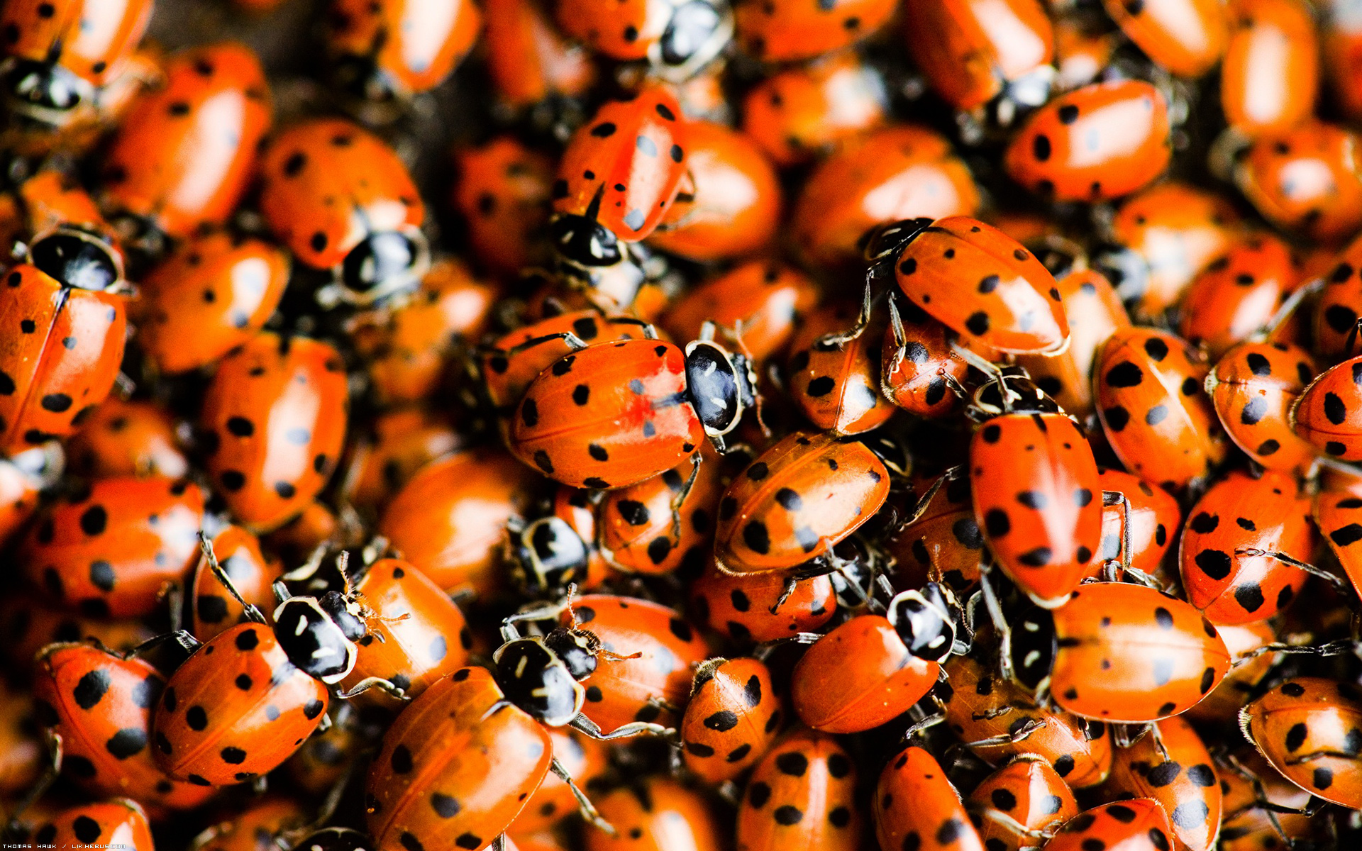 Wallpapers Animals Insects - Ladybugs Foule de coccinelles