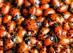 Wallpapers Animals Foule de coccinelles