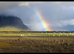 Wallpapers Nature Campagne Islandaise