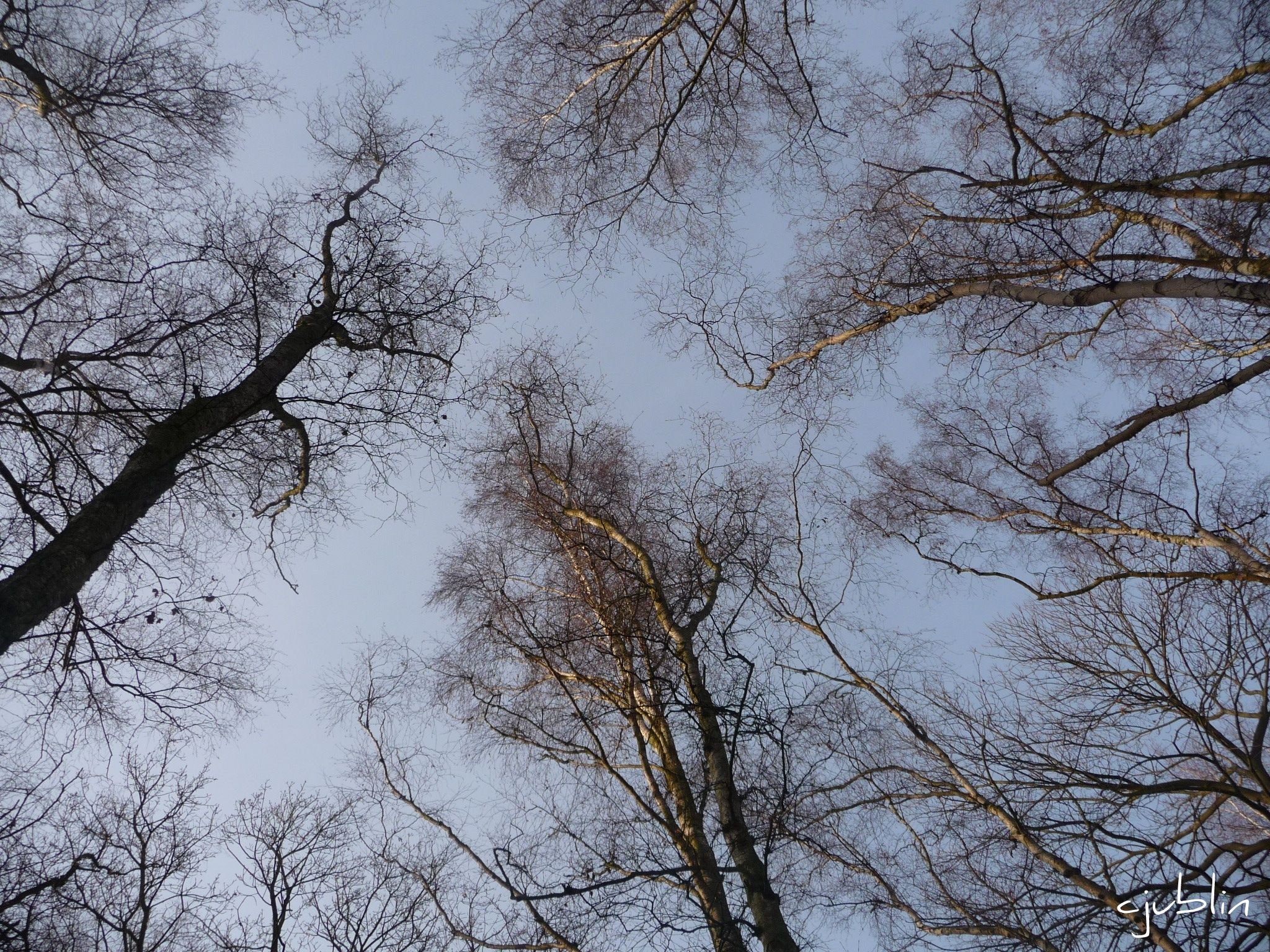 Fonds d'cran Nature Arbres - Forts aux quatre coins du ciel