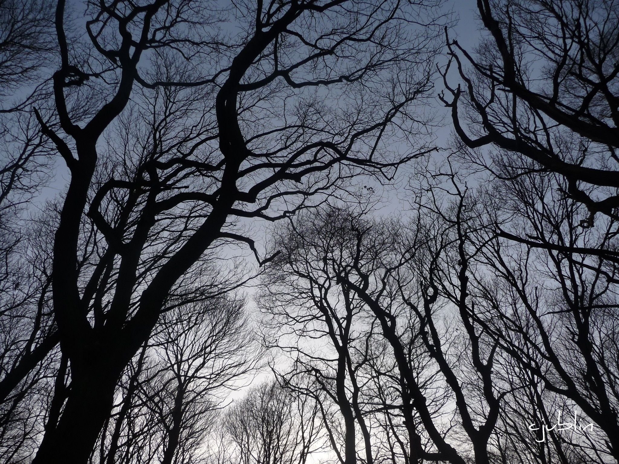 Fonds d'cran Nature Arbres - Forts les arbres en fte