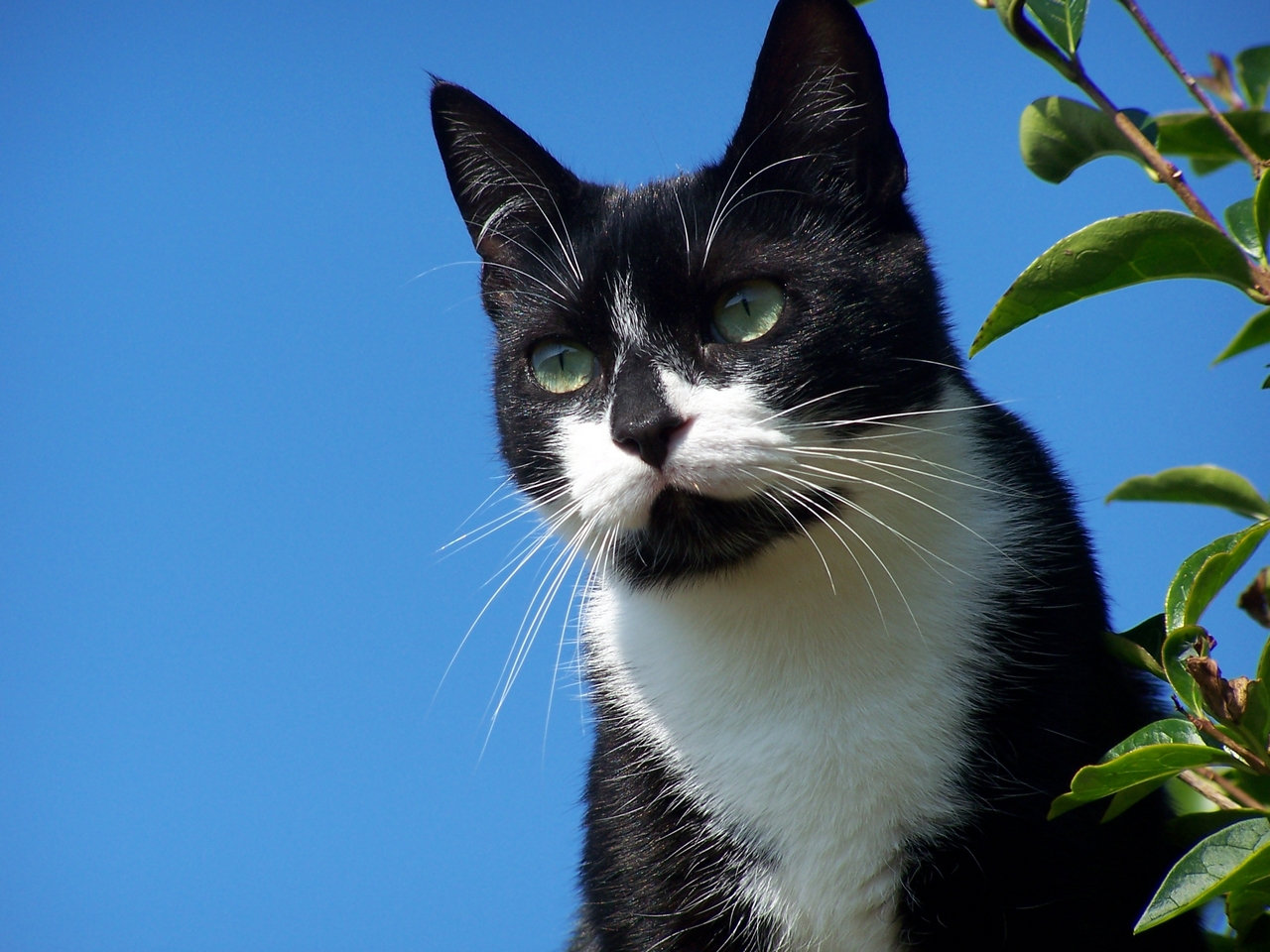 Fonds d'cran Animaux Chats - Chatons Chat sur ciel bleu