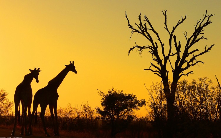 Wallpapers Animals Giraffes Hautes silhouettes