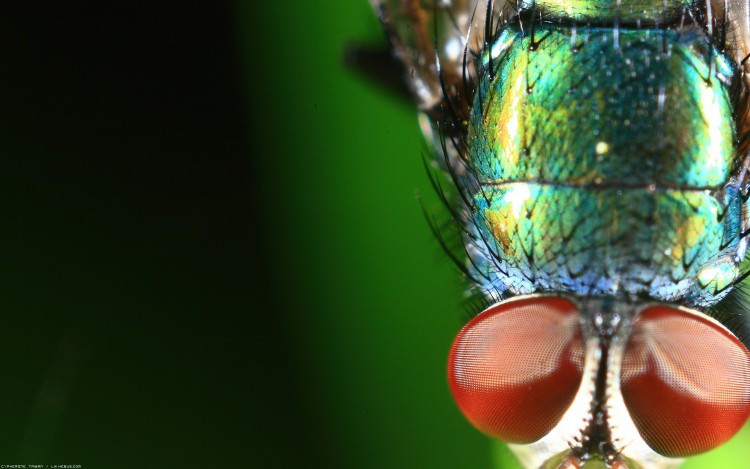 Wallpapers Animals Insects - Flies Macro gros yeux