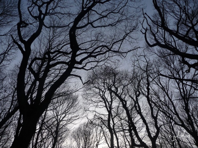 Fonds d'cran Nature Arbres - Forts les arbres en fte