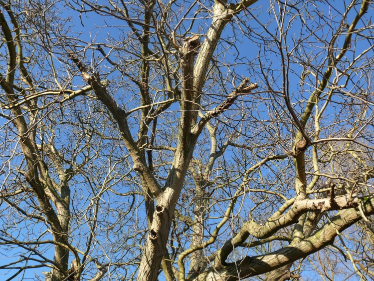 Fonds d'cran Nature Arbres - Forts Arbres s'offrant au soleil d'hiver