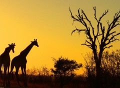 Fonds d'cran Animaux Hautes silhouettes