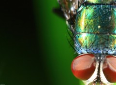 Fonds d'cran Animaux Macro gros yeux