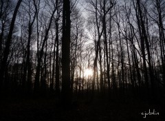 Fonds d'cran Nature une lueur dans les arbres 