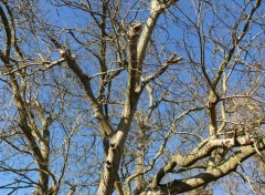 Fonds d'cran Nature Arbres s'offrant au soleil d'hiver