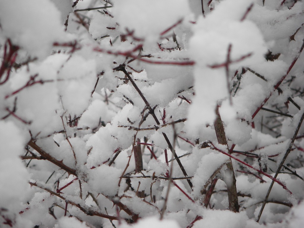 Wallpapers Nature Saisons - Winter coton dans les branches