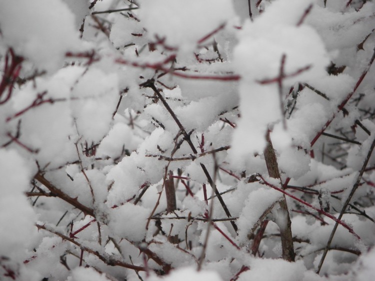 Fonds d'cran Nature Saisons - Hiver coton dans les branches