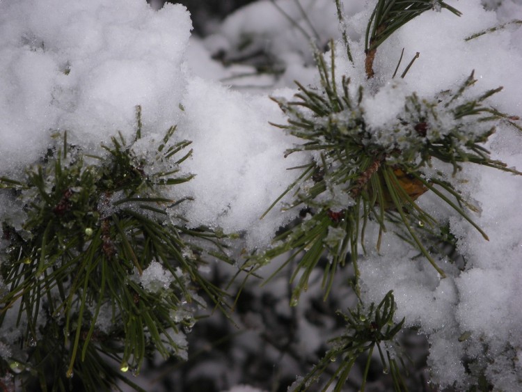 Fonds d'cran Nature Saisons - Hiver Pin enneig