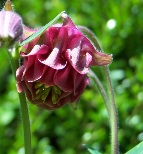 Fonds d'cran Nature Fleurs fleur de mon jardin