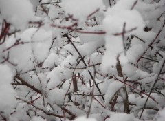 Fonds d'cran Nature coton dans les branches