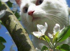 Fonds d'cran Animaux Blanche