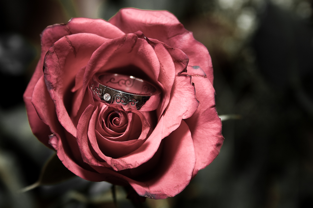 Fonds d'cran Nature Fleurs rose et bague