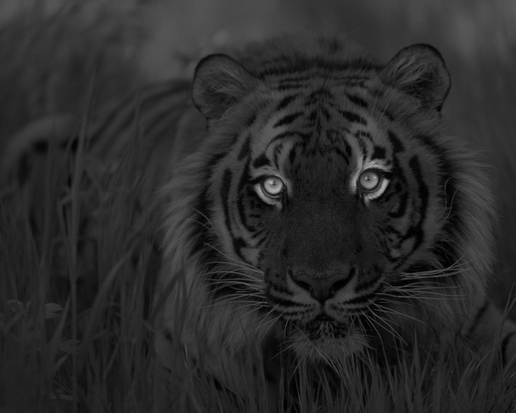 Wallpapers Animals Felines - Tigers Tigre