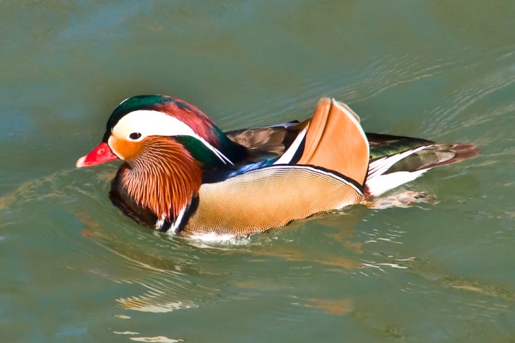 Fonds d'cran Animaux Oiseaux - Canards mandarin