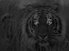 Wallpapers Animals Tigre