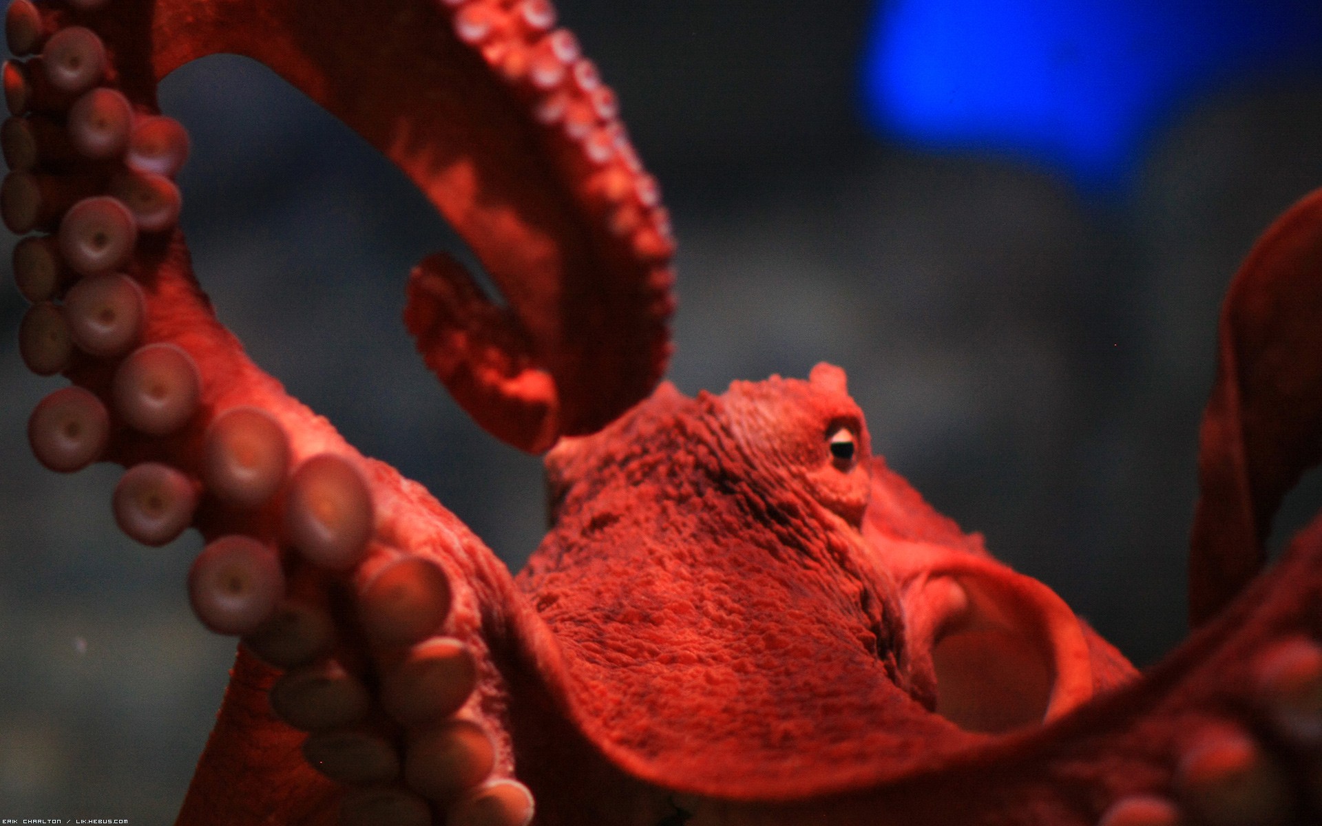 Wallpapers Animals Sealife - Octopus Tentacules rouges