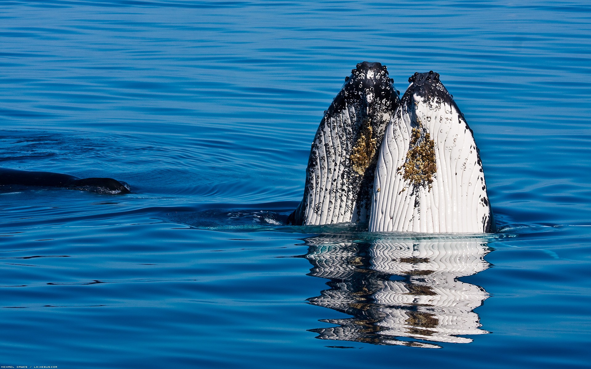 Wallpapers Animals Sealife - Whales La baleine  bosse pointe le bout de son nez