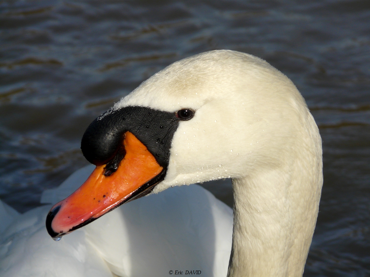 Fonds d'cran Animaux Oiseaux - Cygnes expression